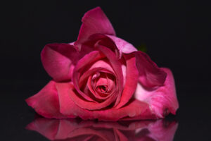 Pink Rose 4K 5K504226906